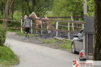 _2021-05-08 Pferd entlaufen Bachleiten-0003